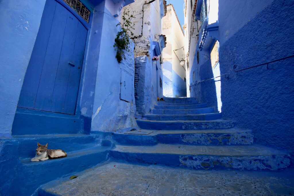 A cat in a blue-washed alley in Chefchaouen - one of the best destinations in Morocco for solo travellers