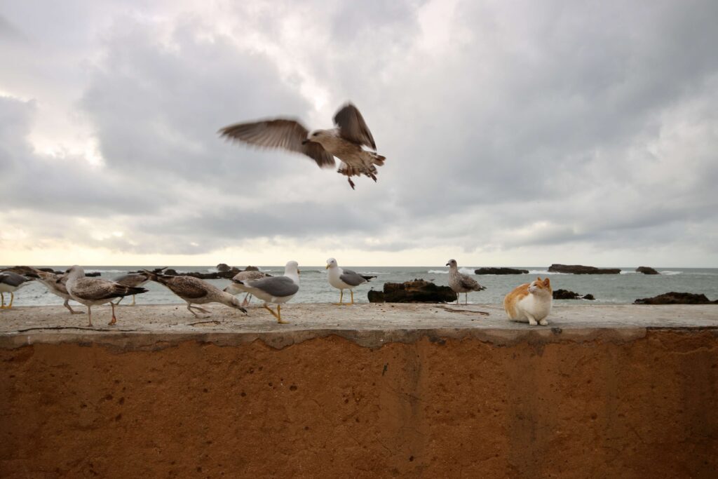 A seagull mid-flight at the Essaouira port