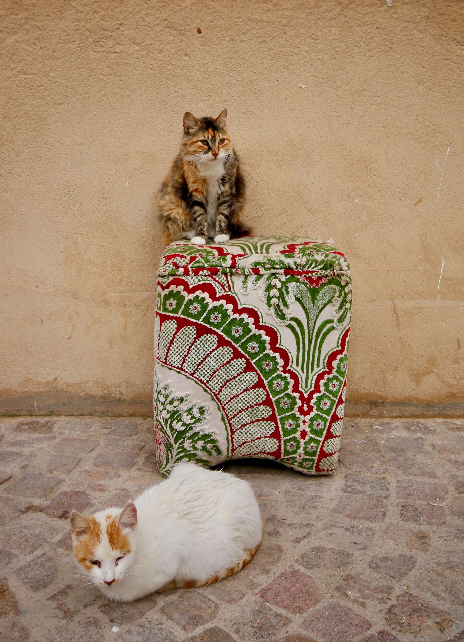 A cat sits atop an embroidered pouffe in the Essaouira medina