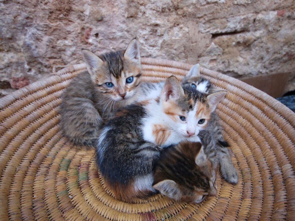 Kittens curled up in a basket in the Essaouira medina