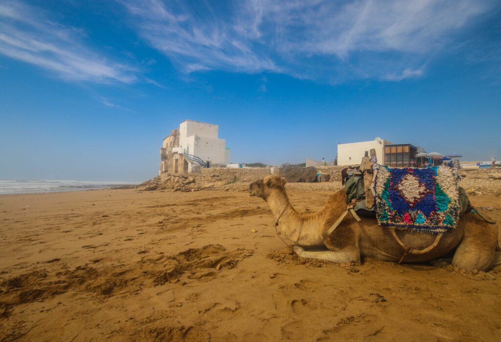 A camel on the beach at Sidi Kaouki near Essaouira, Morocco