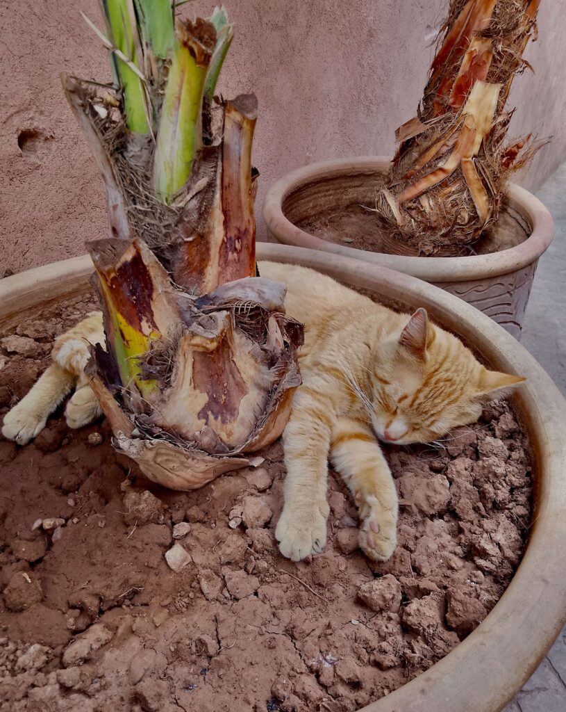 A cat sleeping in a pot plant in the Marrakech medina