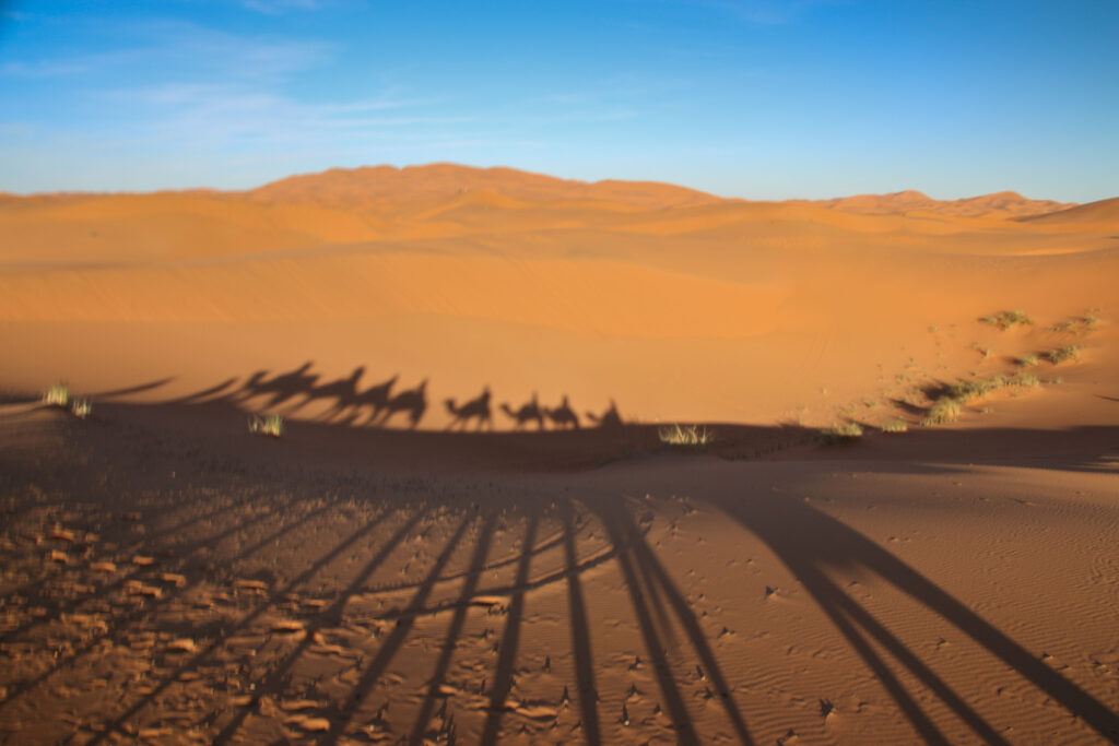 A caravan of camels in the golden dunes near Merzouga, Morocco