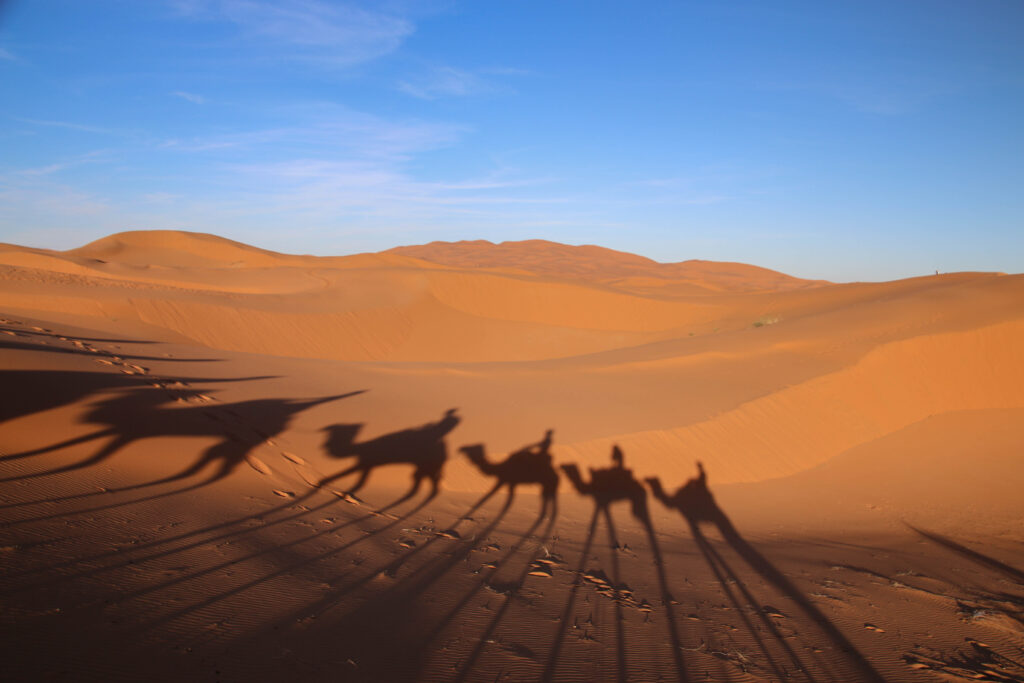 Silhouettes of camels trekking through the Sahara Desert, Morocco