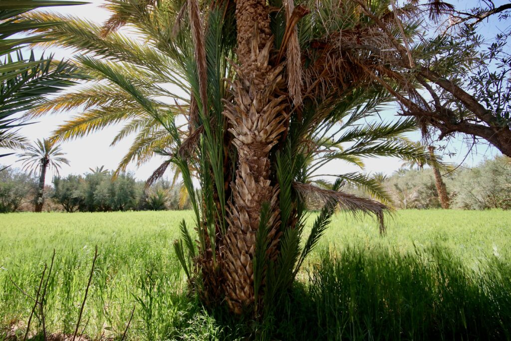 A date palm in Skoura - an off-the-beaten-track destination near Ouarzazate, Morocco