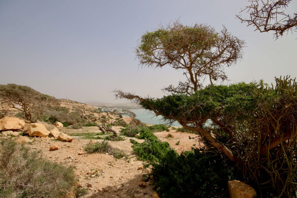 An argan tree on the coastline near Taghazout - a popular destination for surfers and solo travel in Morocco