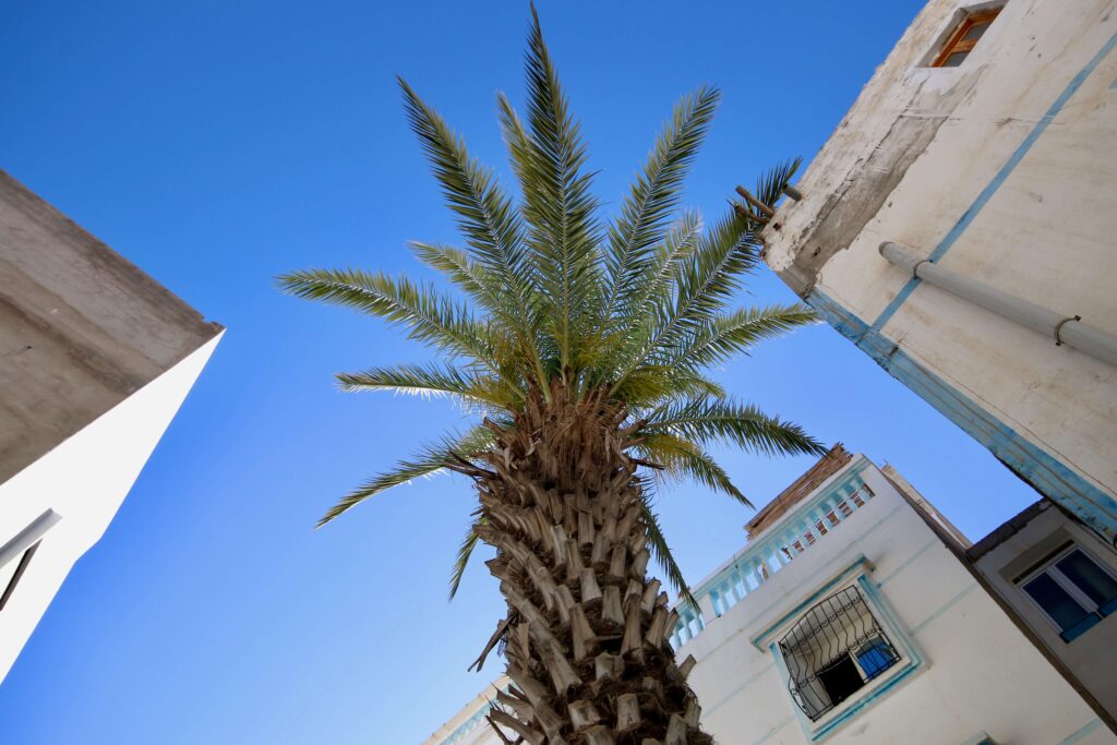 Most popular cities in Morocco: A palm tree rises between whitewashed buildings in Agadir