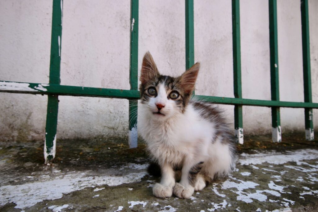 Is Morocco good for solo travelling? A street cat on a ledge in Tangier