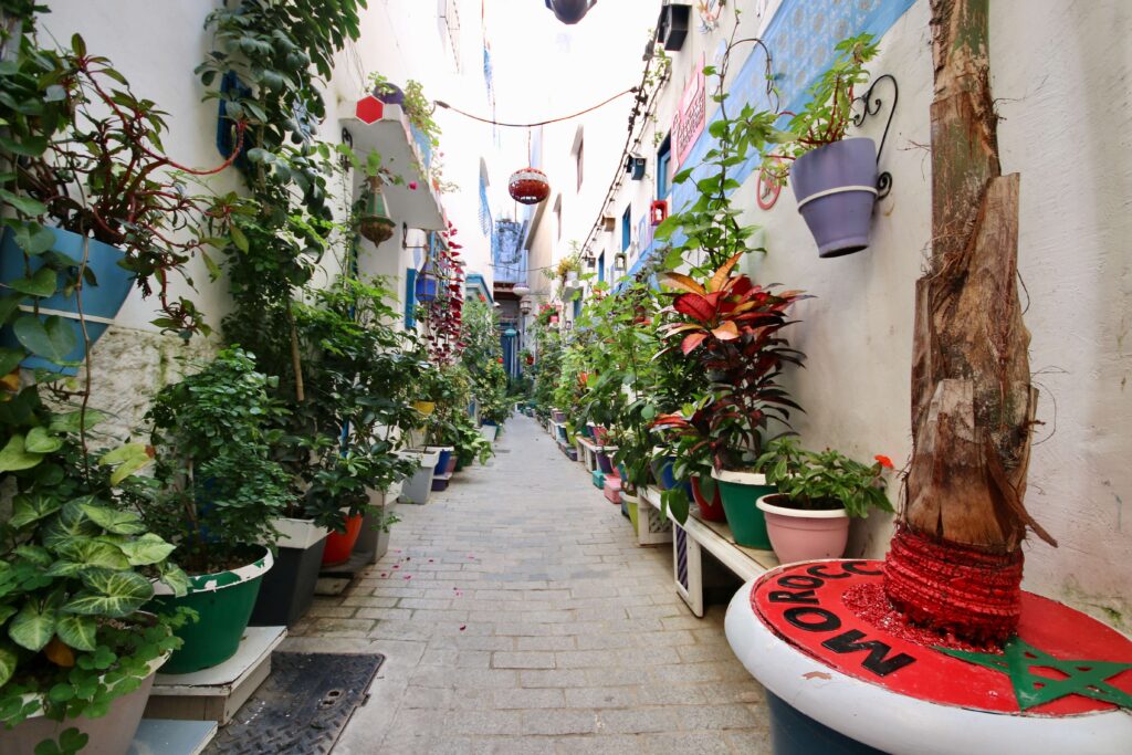 Travelling to Morocco FAQs: Plants fill a colourful laneway in the Tangier medina
